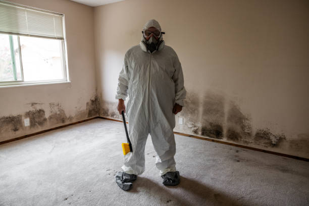 Professional Mold Removal in Cridersville, OH